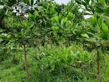 Dijual TANAH HOT HARGA NJOP murah BANGET view pegunungan kota Bandung LT 3397m&sup2; muka 30meter | jarak 2.5km ke jalan Raya