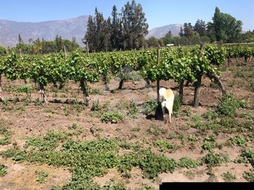 Parcela en Venta en Isla de Maipo