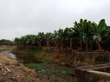 Venta de Finca Bananera, sector San Juan, cerca a Babahoyo, provincia de los Ríos.