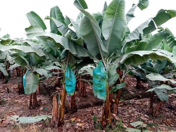 Venta de Finca Bananera, sector San Juan, cerca a Babahoyo, provincia de los Ríos.