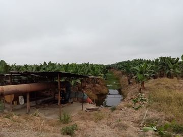 Venta de Finca Bananera, sector San Juan, cerca a Babahoyo, provincia de los Ríos.