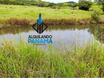 Se Vende Finca Ganadera Pesé Herrera $129.000.00 21.4 Ha.