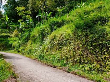 Butuh Uang Tanah Kemuning Ngargoyoso Karanganyar