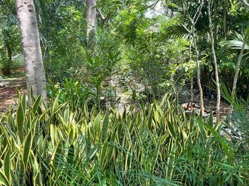 Terreno en Venta, Finca  Tecoh, a 1km de Itzincab de Cámara. Yucatán.