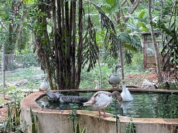 Terreno en Venta, Finca  Tecoh, a 1km de Itzincab de Cámara. Yucatán.