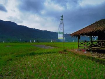 Investasi Tanah Kavling Sawah 1000m² dekat Wisata Jonggol