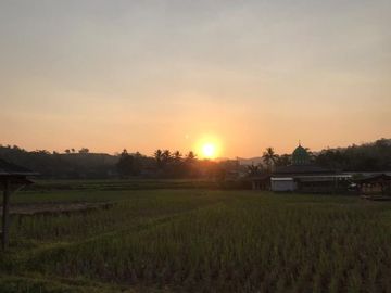 Investasi Tanah Kavling Sawah 1000m² dekat Wisata Jonggol