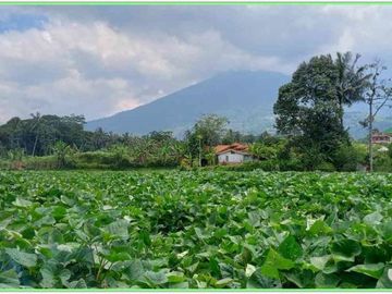 Tanah Murah Bogor Hanya 1 Jt-an Free SHM Cocok Bangun Villa