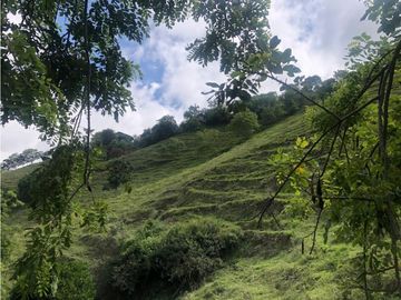 VENTA FINCA PRODUCTIVA 132 HECTREAS ENTRE PCORA Y SALAMINA, CALDAS