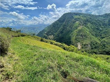 VENTA FINCA PRODUCTIVA 132 HECTREAS ENTRE PCORA Y SALAMINA, CALDAS