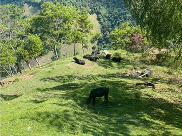 VENTA FINCA PRODUCTIVA 132 HECTREAS ENTRE PCORA Y SALAMINA, CALDAS