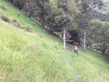 VENTA FINCA PRODUCTIVA 132 HECTREAS ENTRE PCORA Y SALAMINA, CALDAS