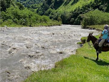VENTA FINCA PRODUCTIVA 132 HECTREAS ENTRE PCORA Y SALAMINA, CALDAS