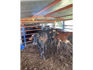 VENTA FINCA PRODUCTIVA 132 HECTREAS ENTRE PCORA Y SALAMINA, CALDAS