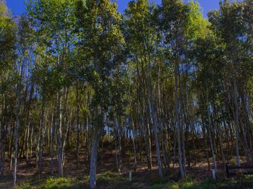 Espectacular Parcela De 5000m2 En Condominio Lago Calafquén