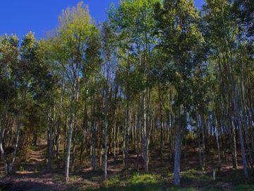 Espectacular Parcela De 5000m2 En Condominio Lago Calafquén