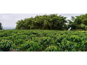 Se Vende Espectacular Finca entre Filandia y Quimbaya.