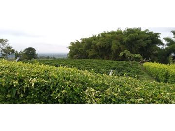 Se Vende Espectacular Finca entre Filandia y Quimbaya.