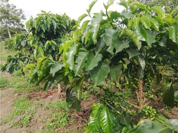 Se Vende Espectacular Finca entre Filandia y Quimbaya.