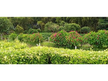 Se Vende Espectacular Finca entre Filandia y Quimbaya.