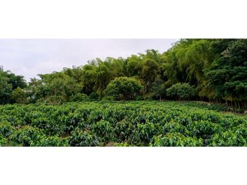 Se Vende Espectacular Finca entre Filandia y Quimbaya.