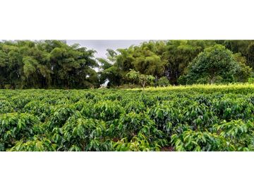 Se Vende Espectacular Finca entre Filandia y Quimbaya.