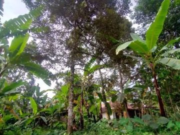 Tanah karangpandan 300m 175jt