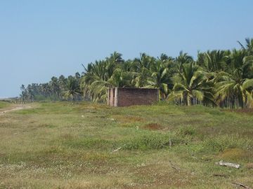 Huerta de Palma de coco en Barra de Pichi en Playa AzuL, Lazaro Cardenas, Mich
