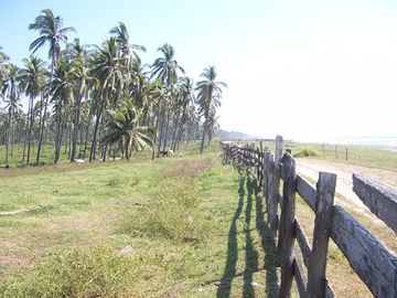 Huerta de Palma de coco en Barra de Pichi en Playa AzuL, Lazaro Cardenas, Mich