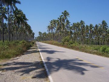 Huerta de Palma de coco en Barra de Pichi en Playa AzuL, Lazaro Cardenas, Mich