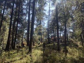SE VENDE FINCA CAMPESTRE EN REAL DEL MONTE HIDALGO