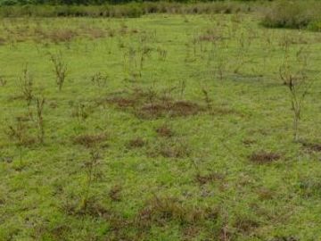 [C3E741] Land for sale 25000m2 Borong East Nusa Tenggara