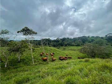 VENDO FINCA DE 13 HECTAREAS COORDILLERA