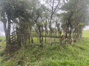 VENDO FINCA DE 13 HECTAREAS COORDILLERA