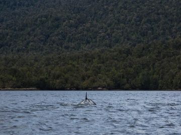 Parcela en venta Isla Huemules Aysén