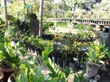 Dijual Lahan Kebun Produktif Di Oemase Kupuang Nusa Tenggara Timur, Murah Dan Menguntungkan
