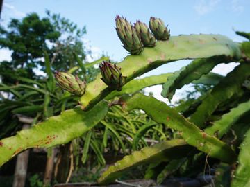 Dijual Lahan Kebun Produktif Di Oemase Kupuang Nusa Tenggara Timur, Murah Dan Menguntungkan