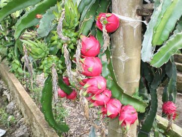 Dijual Lahan Kebun Produktif Di Oemase Kupuang Nusa Tenggara Timur, Murah Dan Menguntungkan