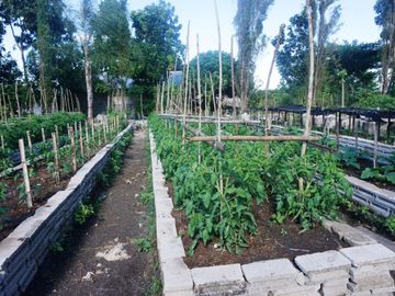 Dijual Lahan Kebun Produktif Di Oemase Kupuang Nusa Tenggara Timur, Murah Dan Menguntungkan