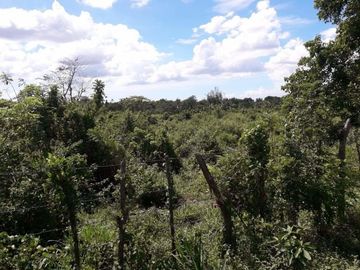 25 Hectares Lot for Sale along Indang Trece Road Cavite