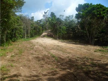 VENTA DE FINCA CHIGUIRI ABAJO TOABRE PENONOMÉ