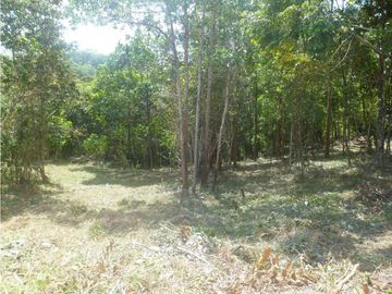 VENTA DE FINCA CHIGUIRI ABAJO TOABRE PENONOMÉ