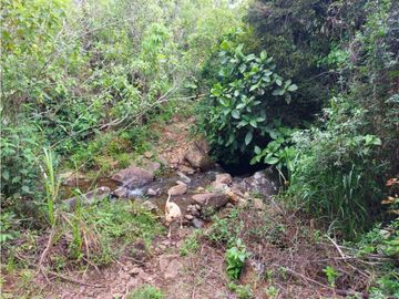 VENDO 01 HECTAREA TITULADA CON AGUA VIVA BOQUETE