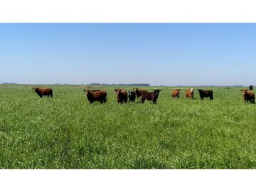 Campo en venta en Chascomús. 306 Has. ganadero