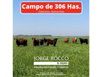 Campo en venta en Chascomús. 306 Has. ganadero