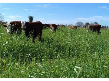 Campo en venta en Chascomús. 306 Has. ganadero