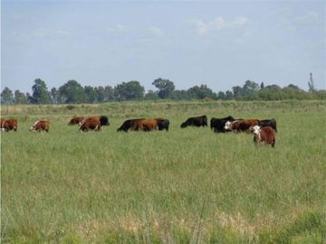 Campo en venta en Chascomús. 306 Has. ganadero