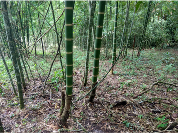 Finca Capira (ID 13081)