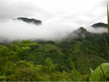 Finca Capira (ID 13081)