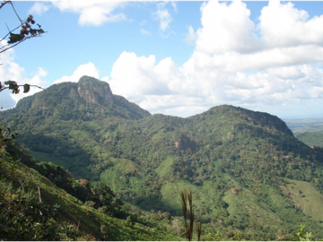 Finca Capira (ID 13081)